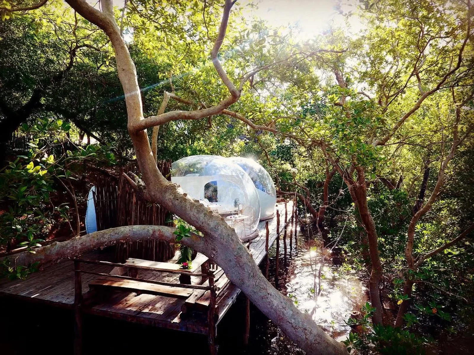 Mangrove channels of Mida Creek at high tide